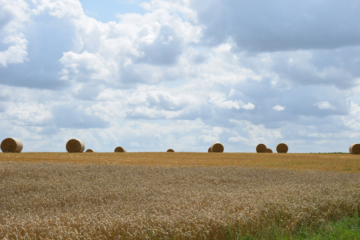 Golden grassland under a wide blue sky